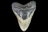 Huge, Fossil Megalodon Tooth - North Carolina #108873-1
